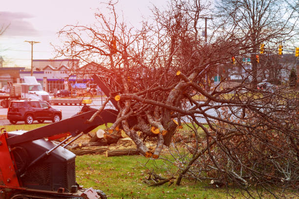 Professional Tree Care in Oak Hills, PA