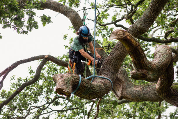 Best Tree Removal  in Oak Hills, PA