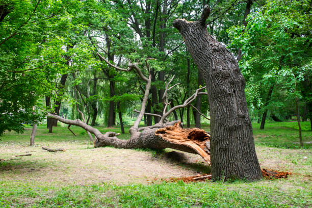 Best Tree Disease Treatment  in Oak Hills, PA