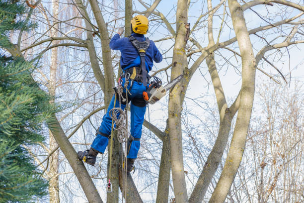 Best Tree Cabling and Bracing  in Oak Hills, PA