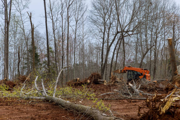 Best Stump Grinding and Removal  in Oak Hills, PA