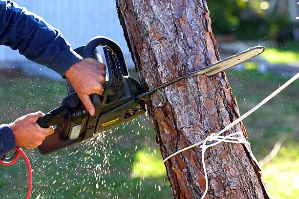 Best Lawn Irrigation Installation and Maintenance  in Oak Hills, PA