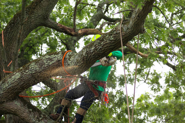 Best Storm Damage Tree Cleanup  in Oak Hills, PA