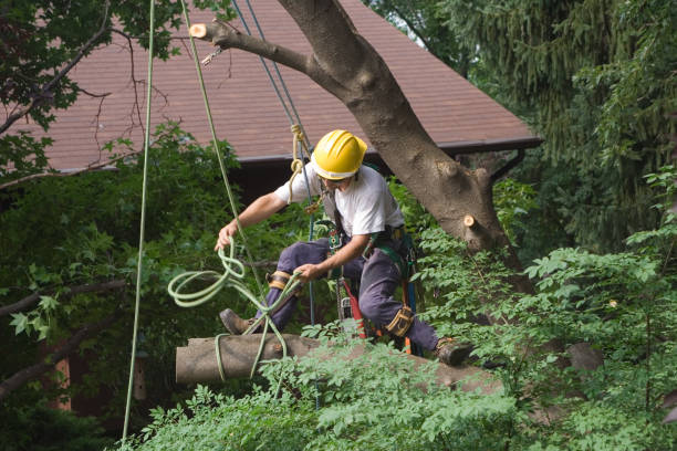 Best Root Management and Removal  in Oak Hills, PA