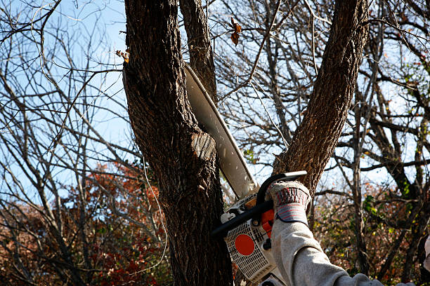 Lawn Pest Prevention in Oak Hills, PA