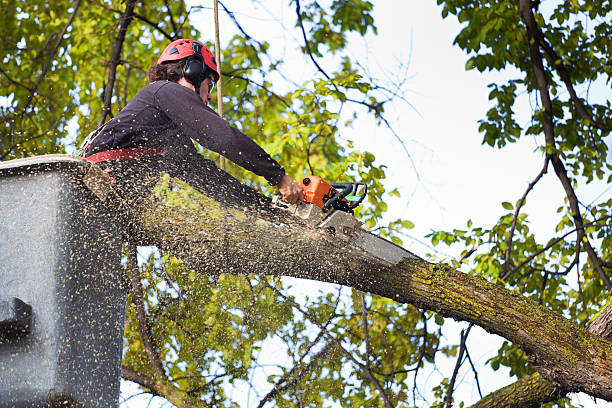 How Our Tree Care Process Works  in  Oak Hills, PA