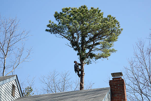 Best Tree Preservation Services  in Oak Hills, PA
