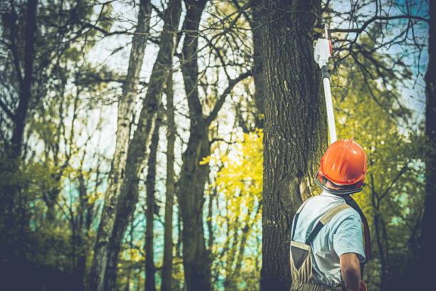 Best Arborist Consultation Services  in Oak Hills, PA